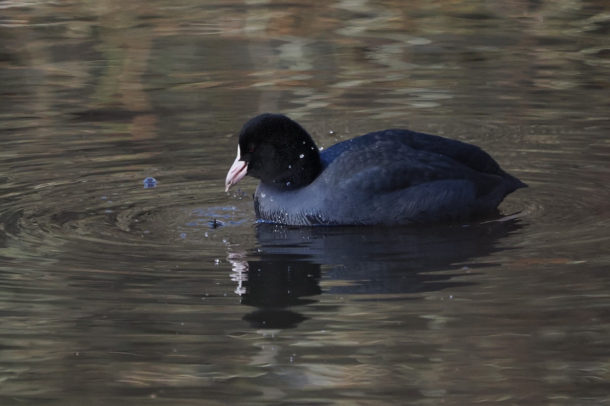 Eurasian Coot - ML645407893