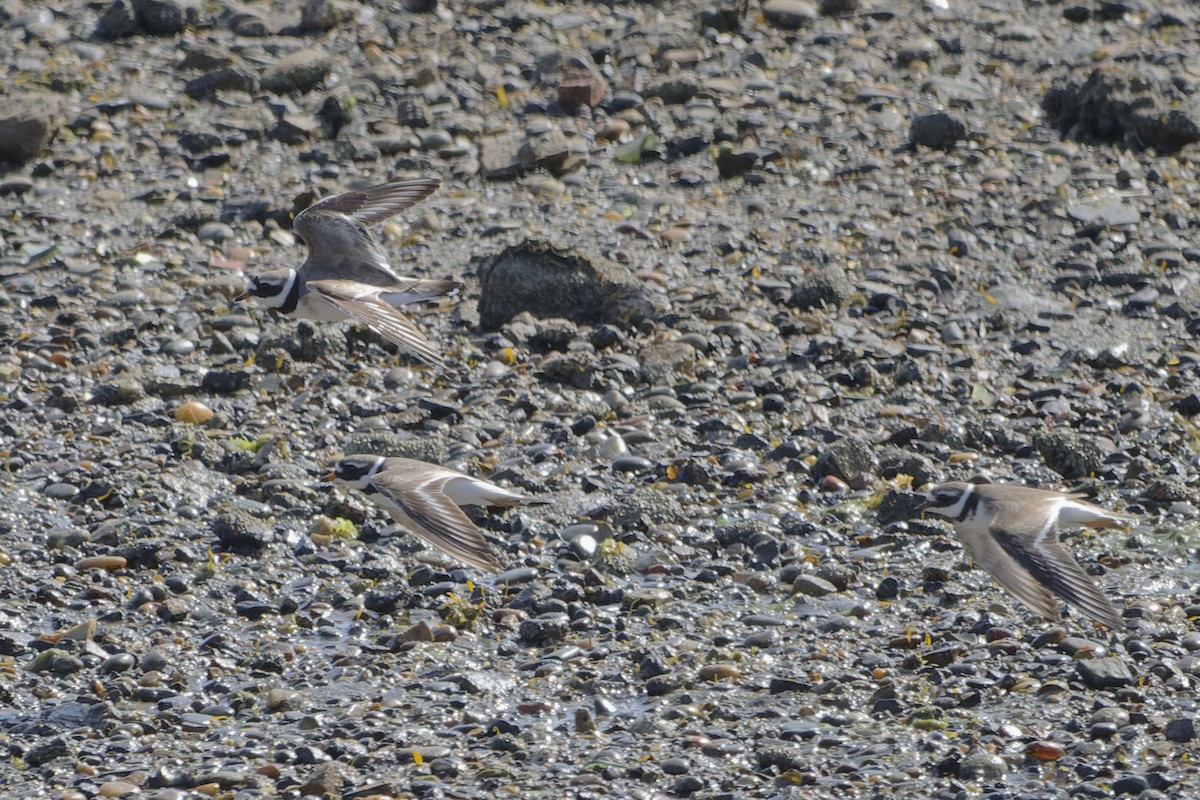 Common Ringed Plover - ML645407894