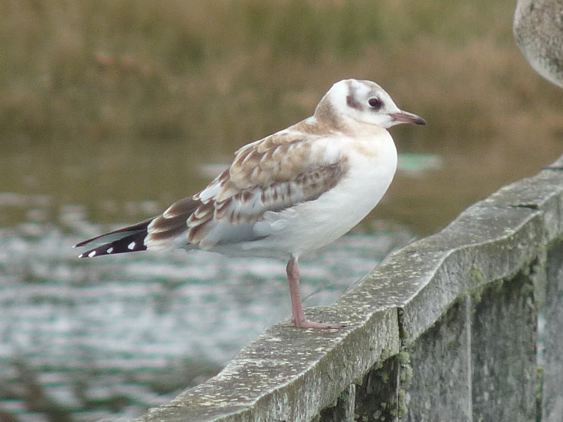 Brown-hooded Gull - ML645407900