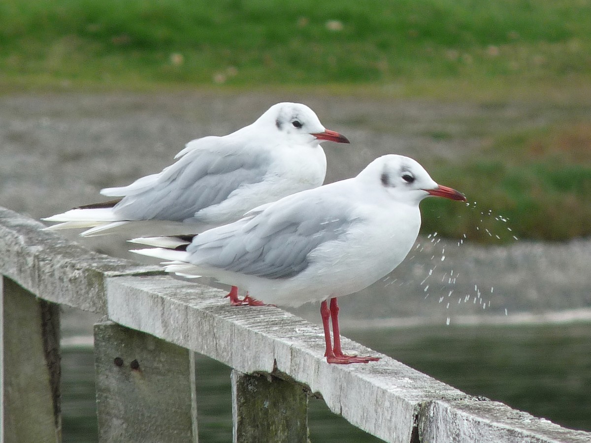 Brown-hooded Gull - ML645407901