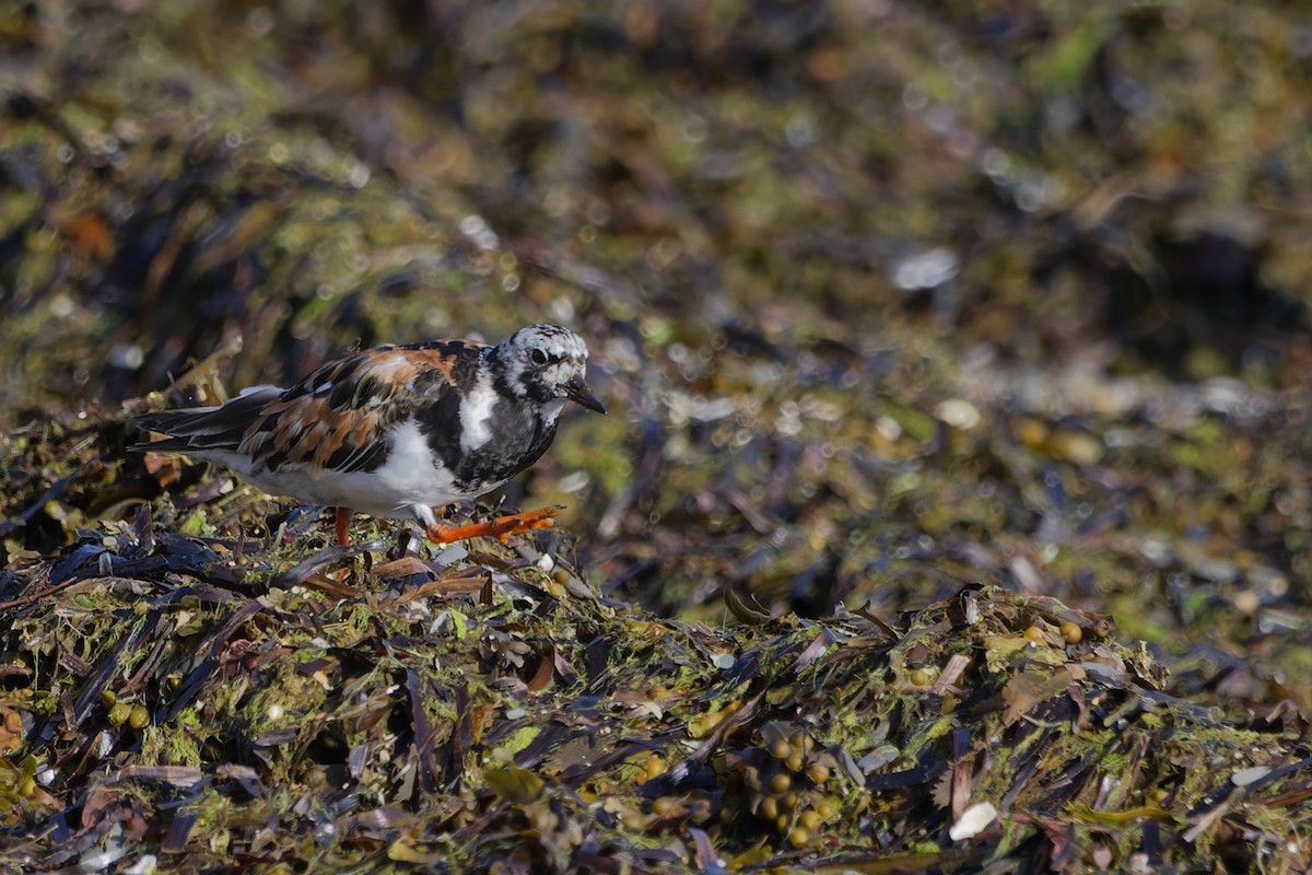 Ruddy Turnstone - ML645407902
