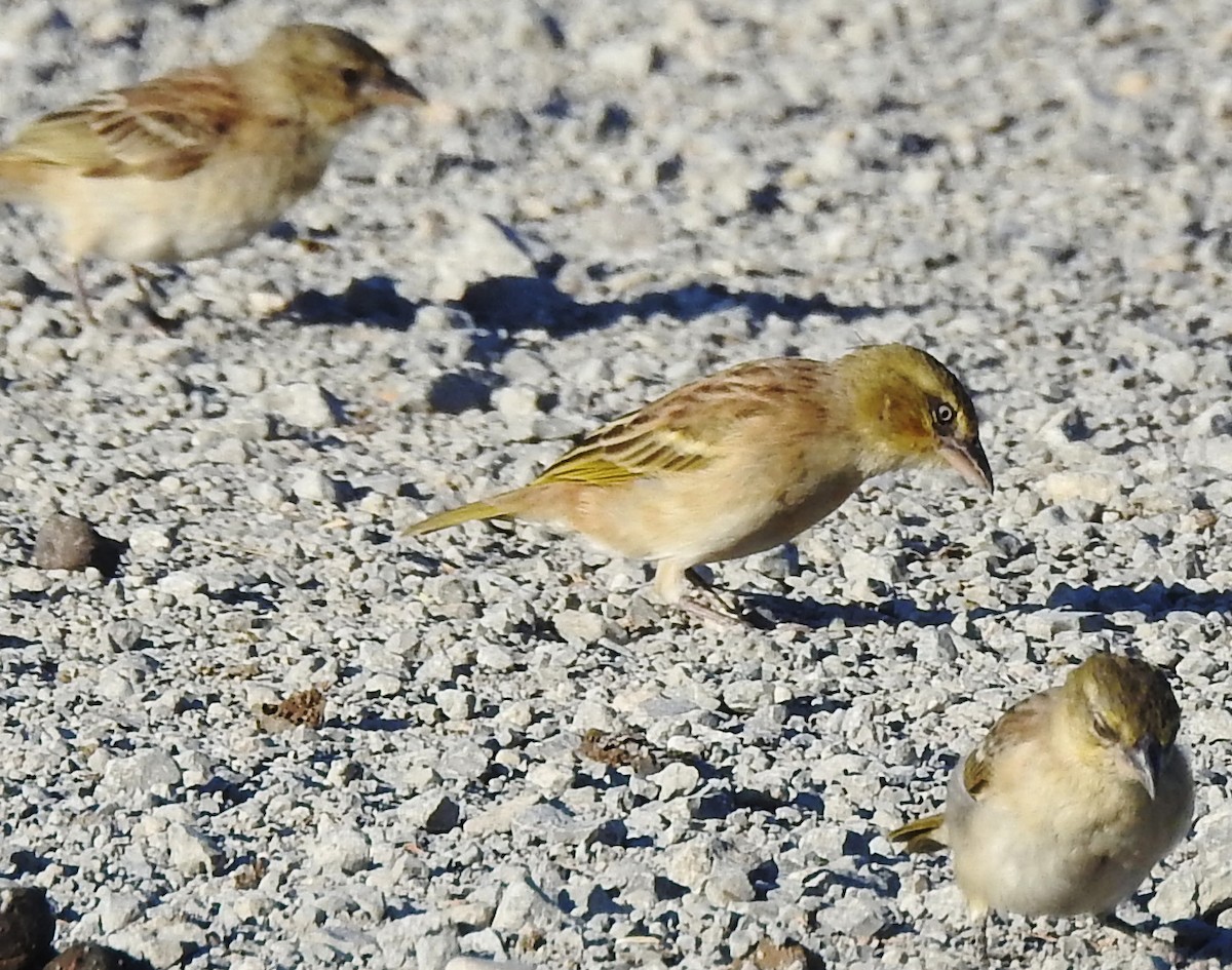 Black-headed Weaver - ML645407909
