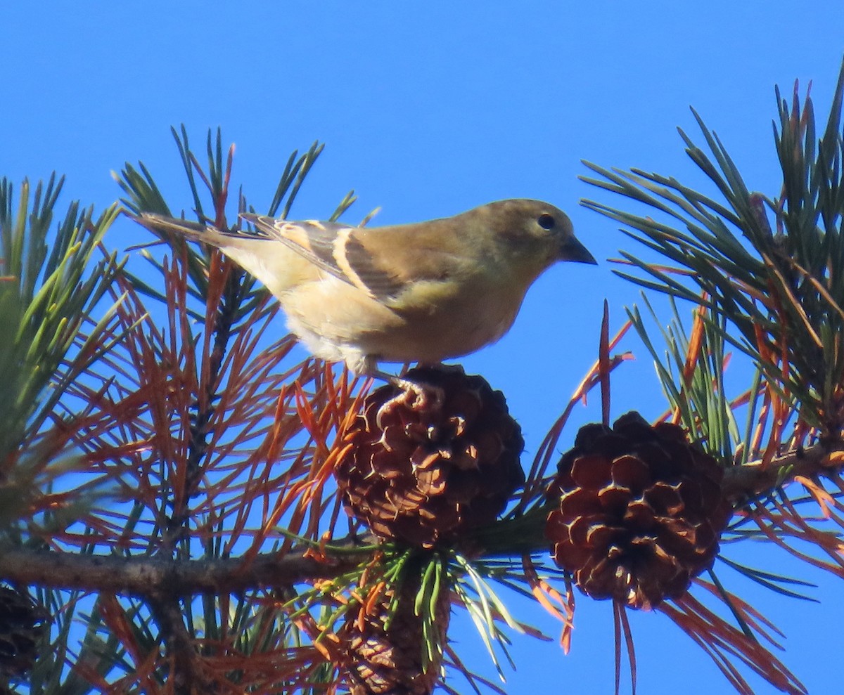 čížek žlutý - ML645407910