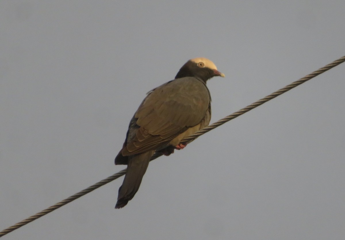 White-crowned Pigeon - ML645407913