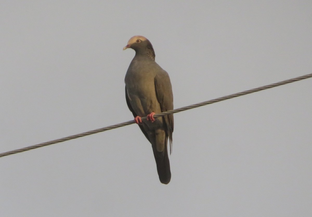 White-crowned Pigeon - ML645407914