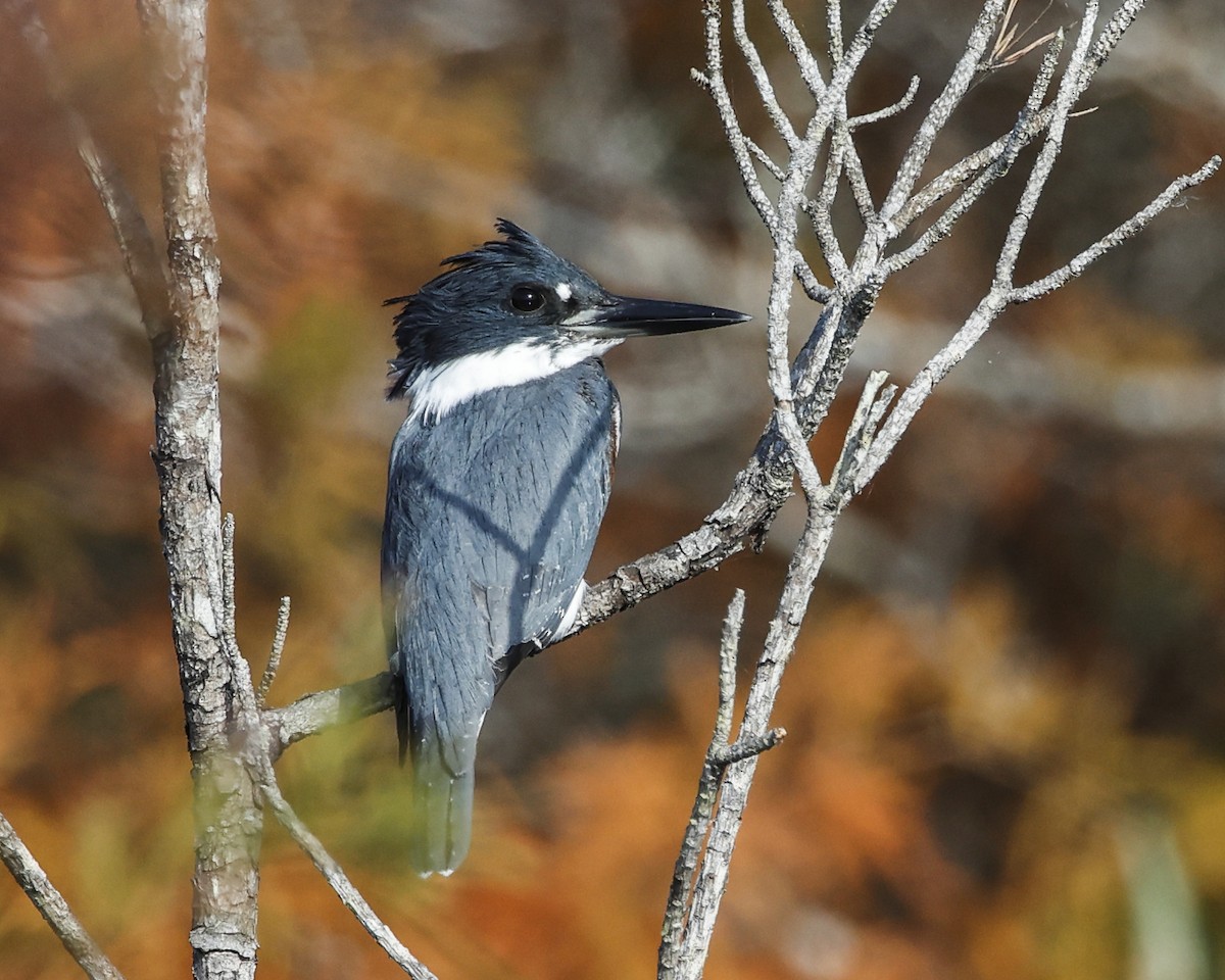 Martin handi iparramerikarra - ML645407915