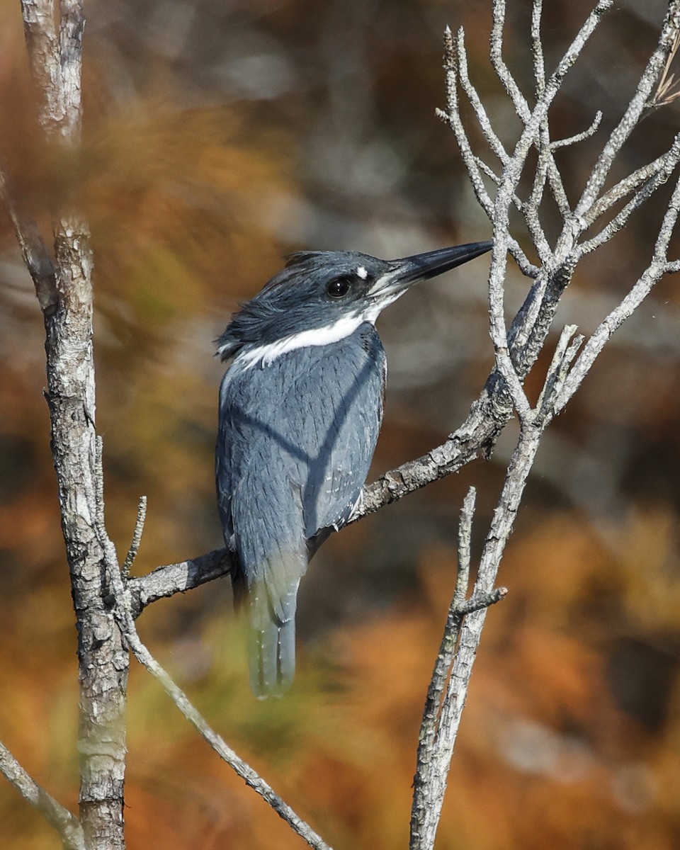 Martin handi iparramerikarra - ML645407916