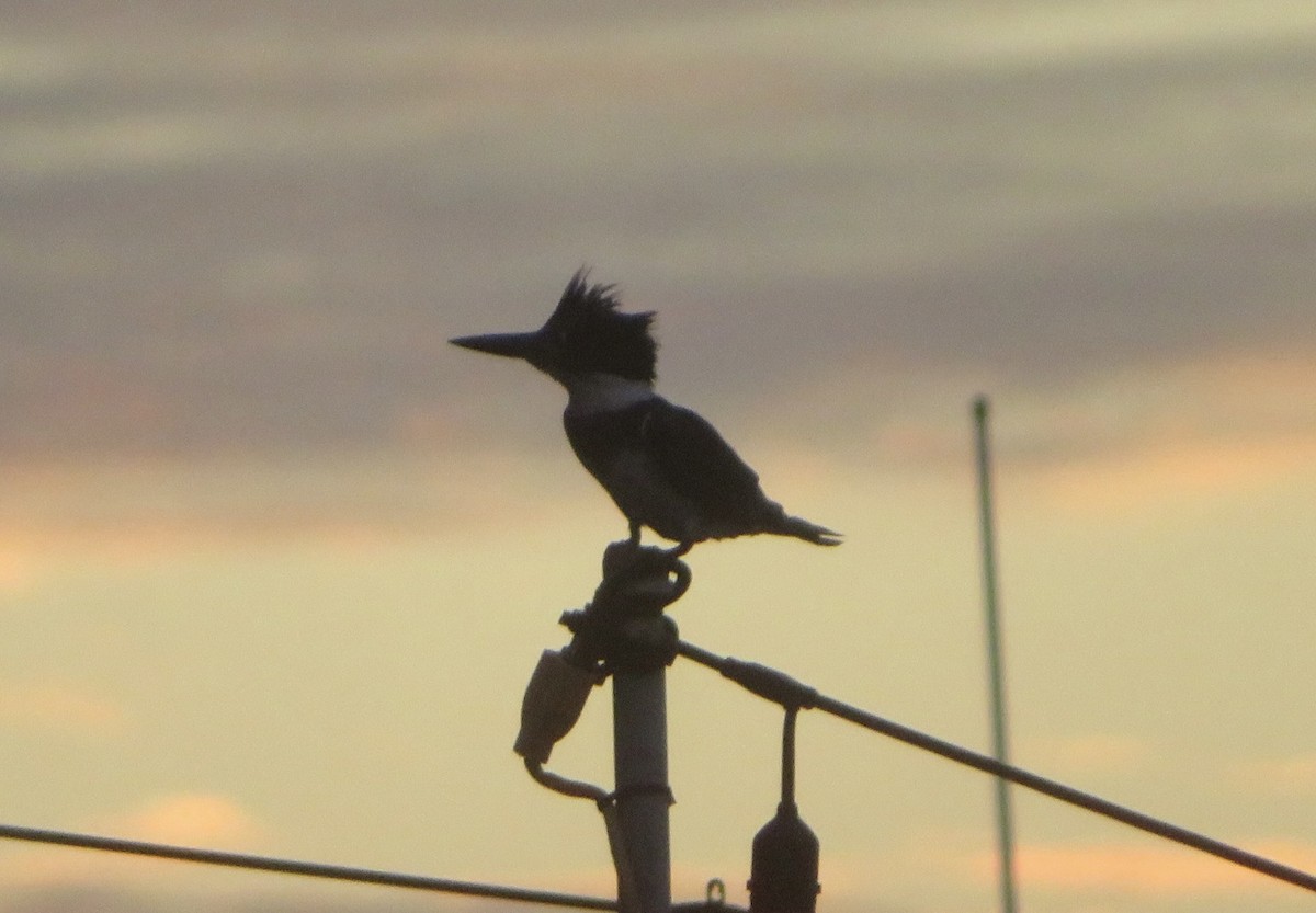 Martin handi iparramerikarra - ML645407925