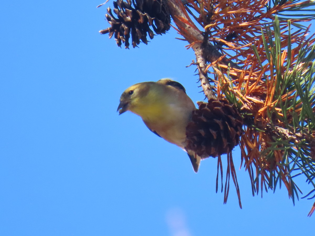 čížek žlutý - ML645407934