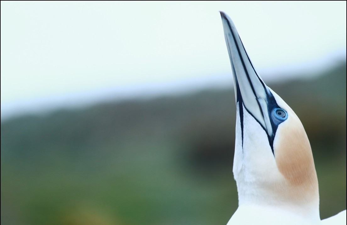 Australasian Gannet - ML645407937