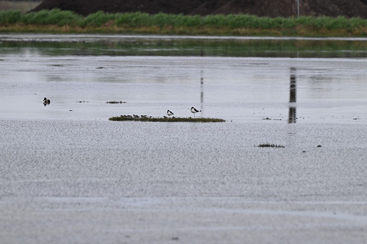 pisila černokrká - ML645407938