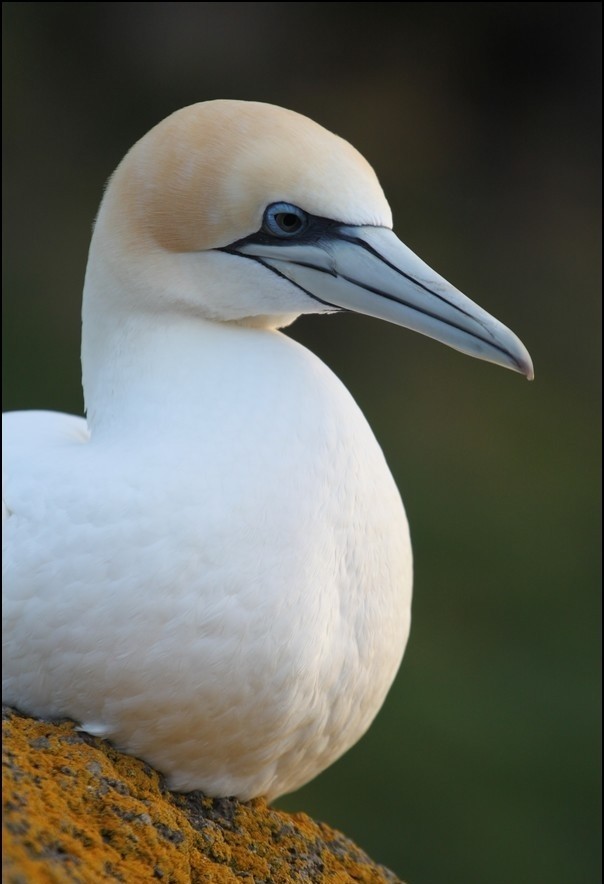 Australasian Gannet - ML645407940