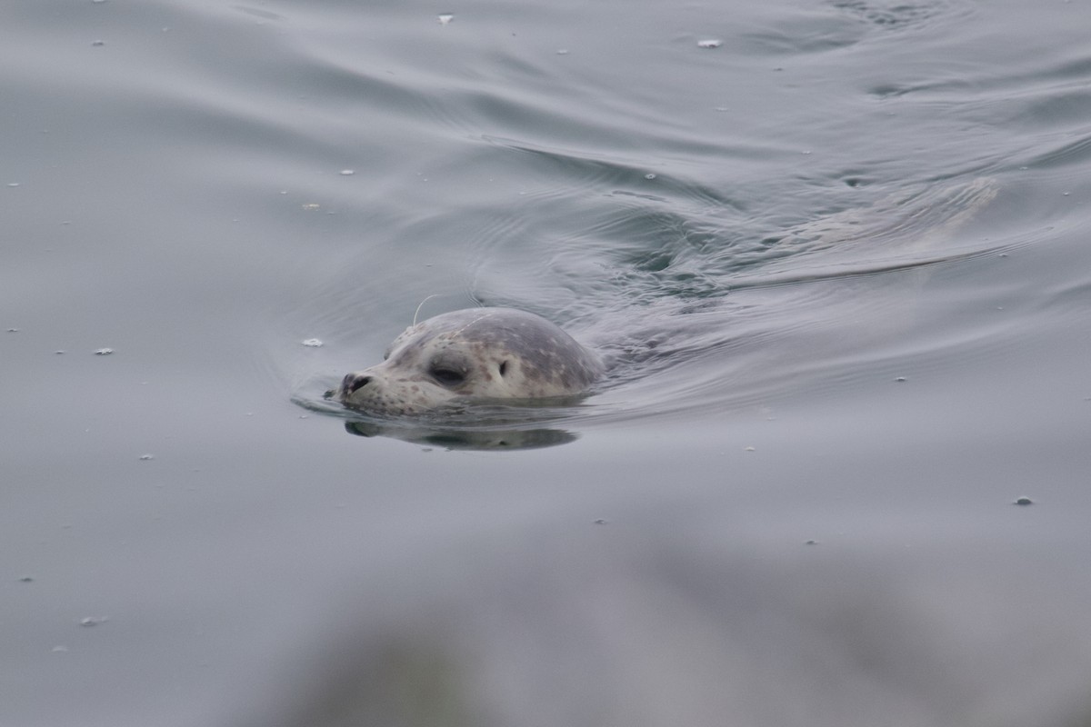 Harbor Seal - ML645407942