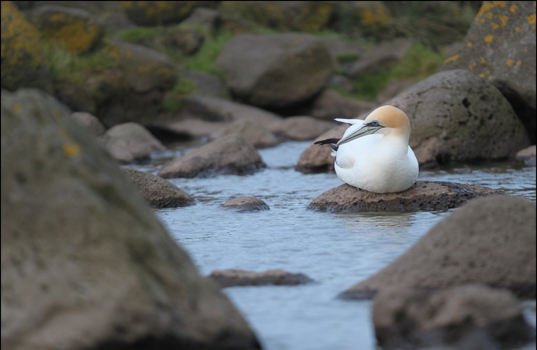 Australasian Gannet - ML645407943