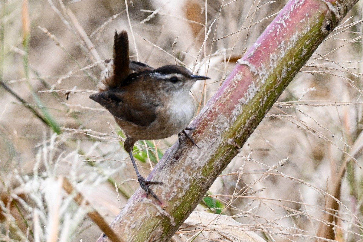 střízlík bažinný - ML645407945