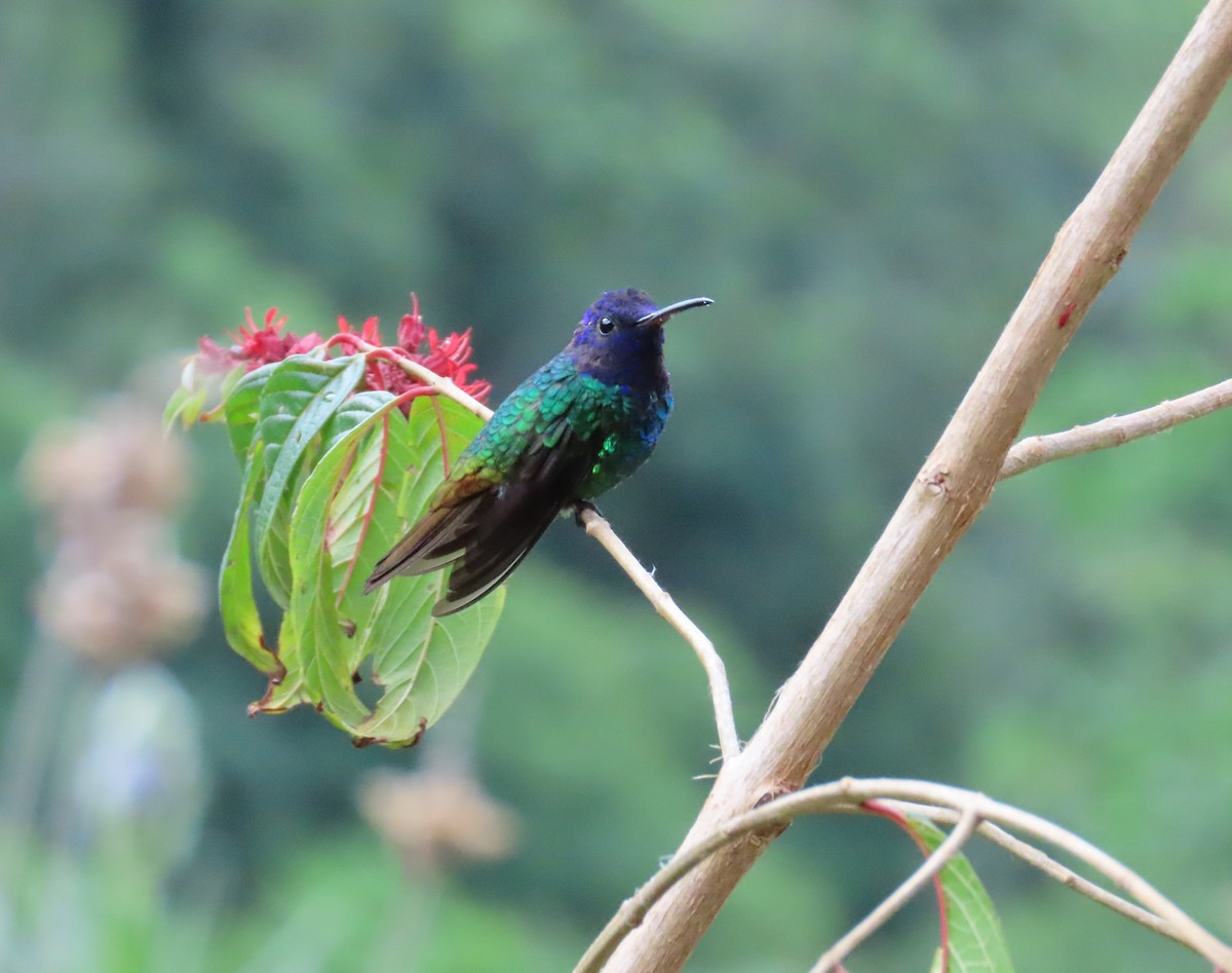 Golden-tailed Sapphire - ML645407951