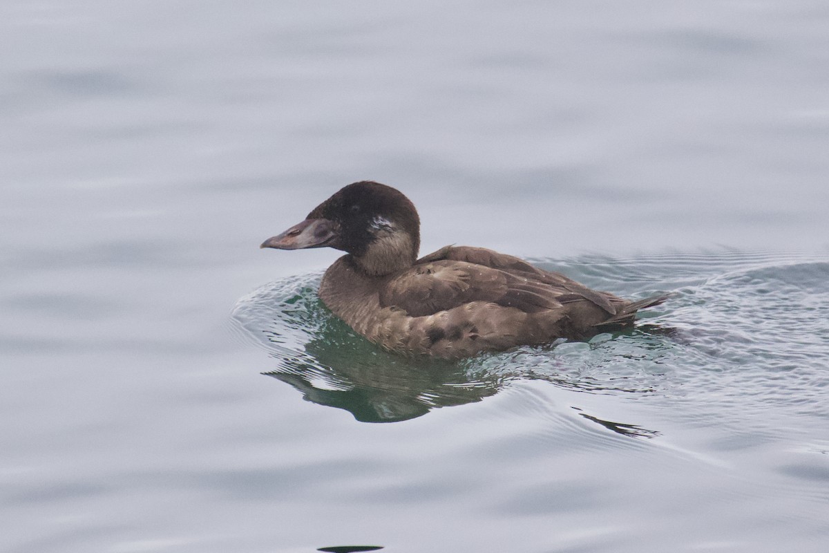 Surf Scoter - ML645407952