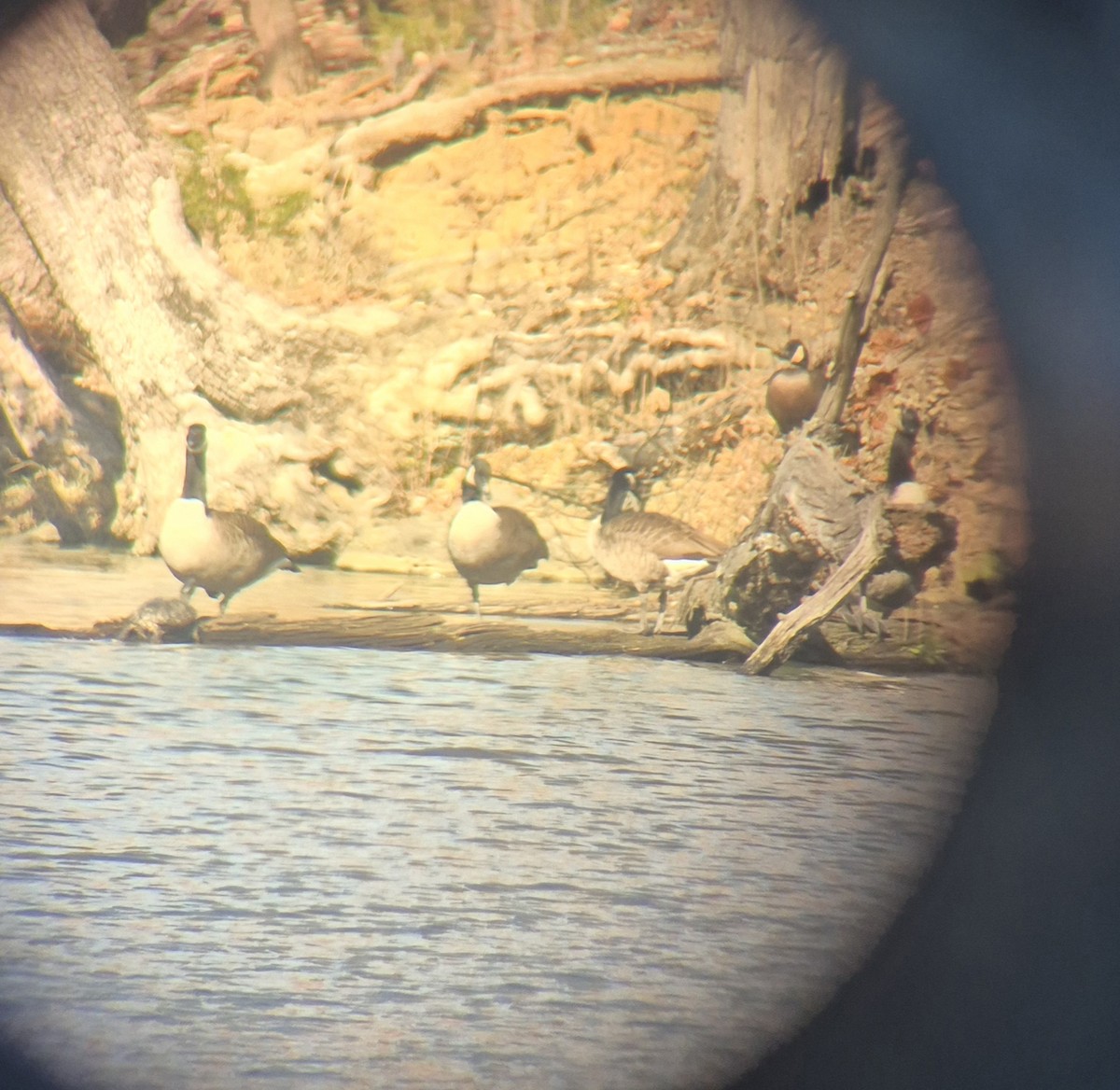 Cackling Goose - ML645407955