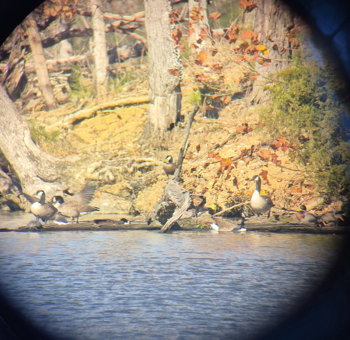 Cackling Goose - ML645407956