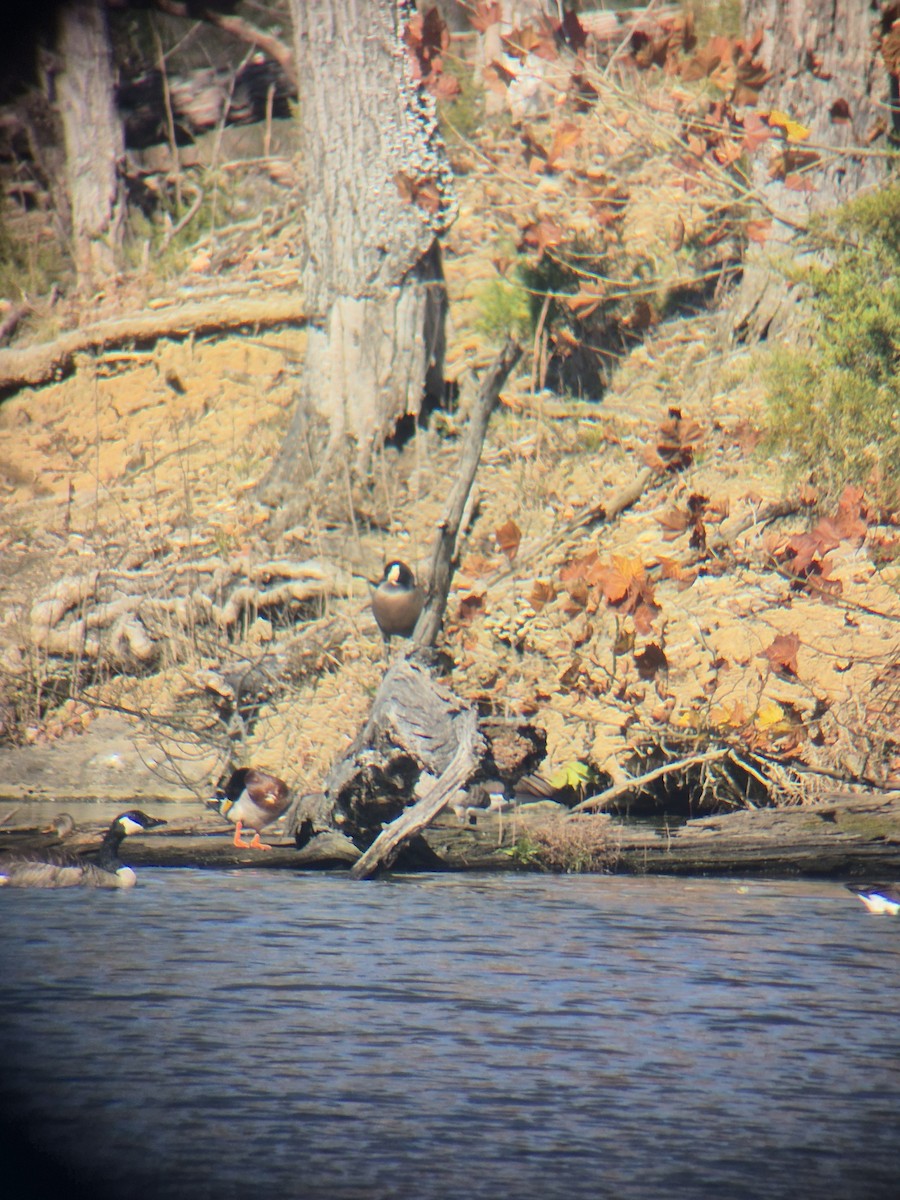 Cackling Goose - ML645407957