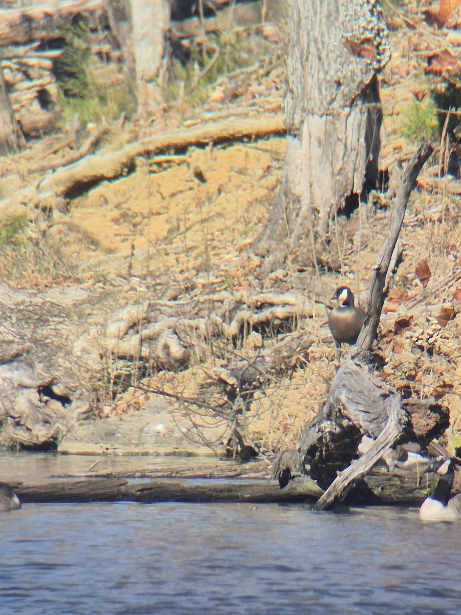 Cackling Goose - ML645407958