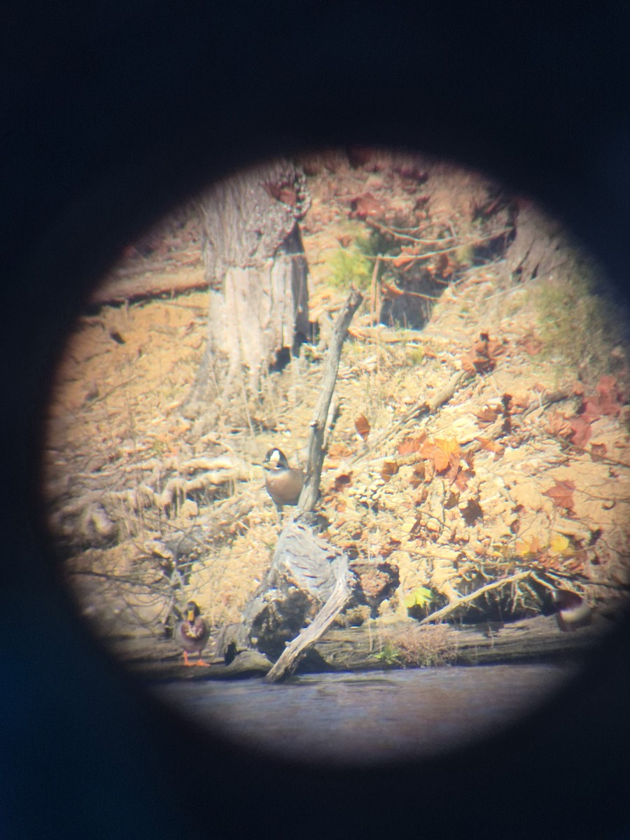 Cackling Goose - ML645407959