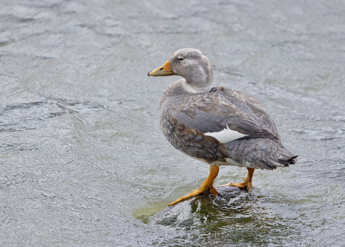 Brassemer de Patagonie - ML645407973