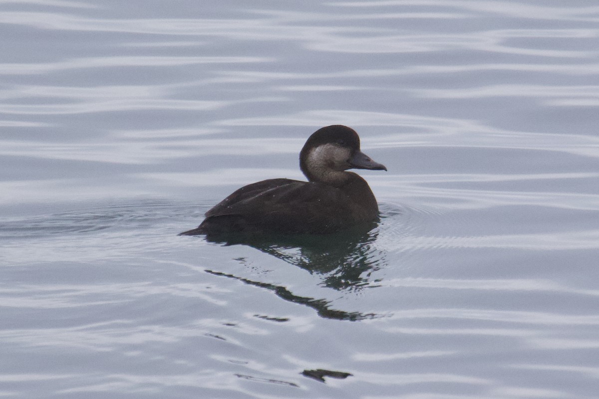 Black Scoter - ML645407979