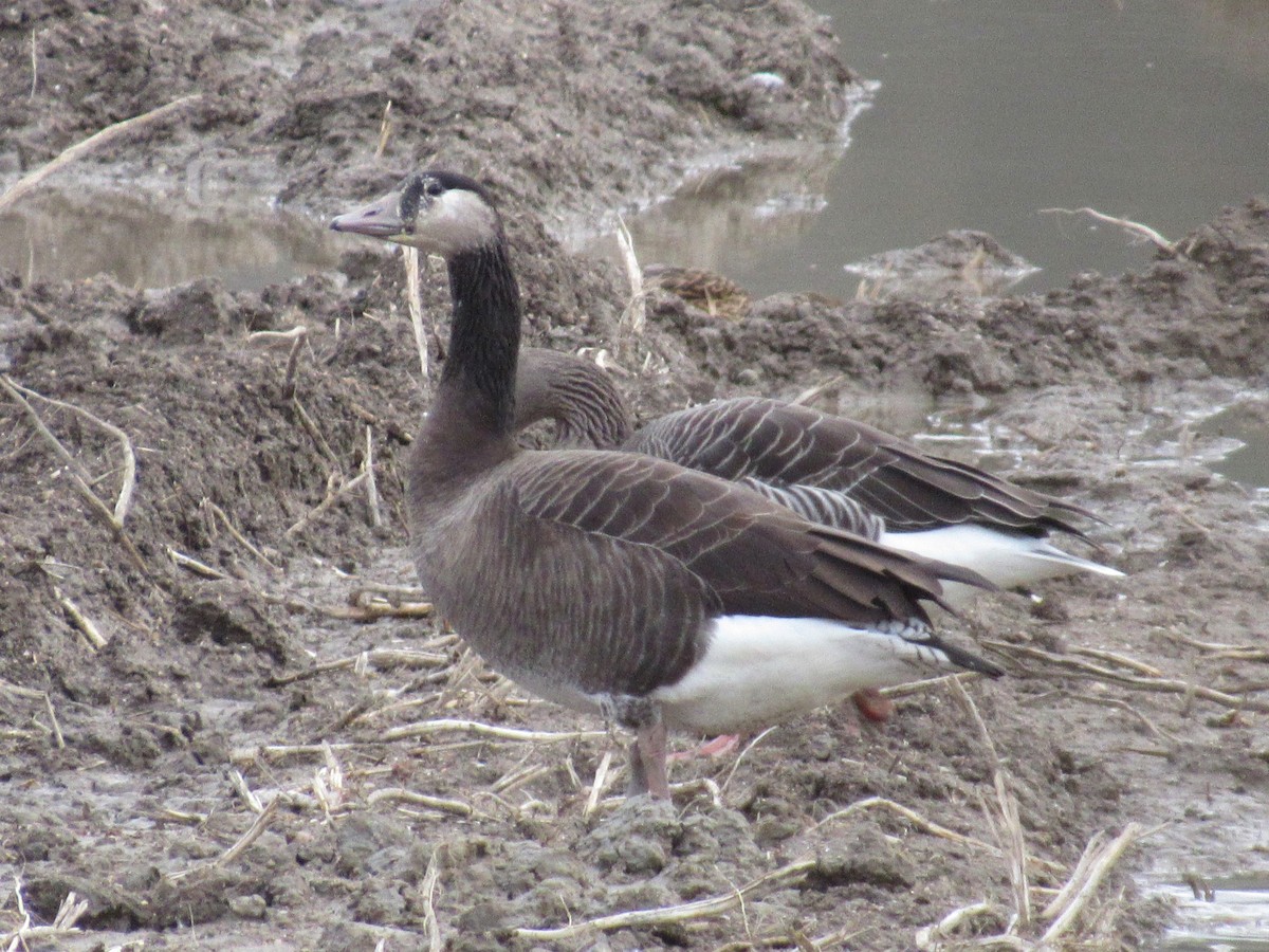 Graylag x Canada Goose (hybrid) - ML645407981