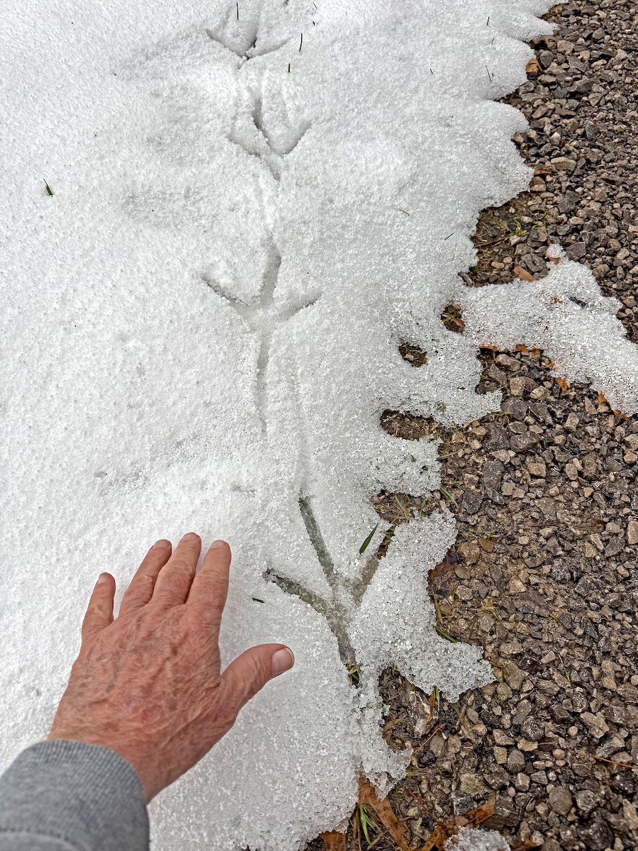 Dindon sauvage - ML645407982