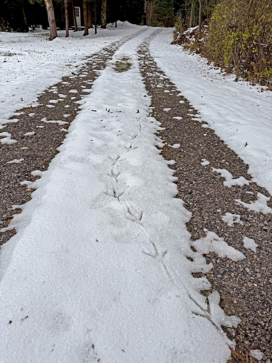 Dindon sauvage - ML645407983