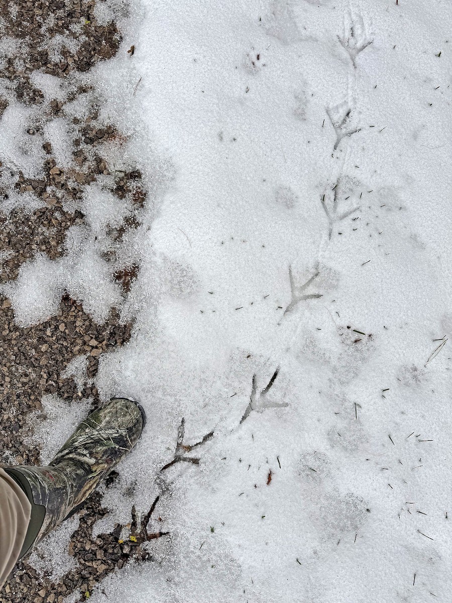 Dindon sauvage - ML645407984