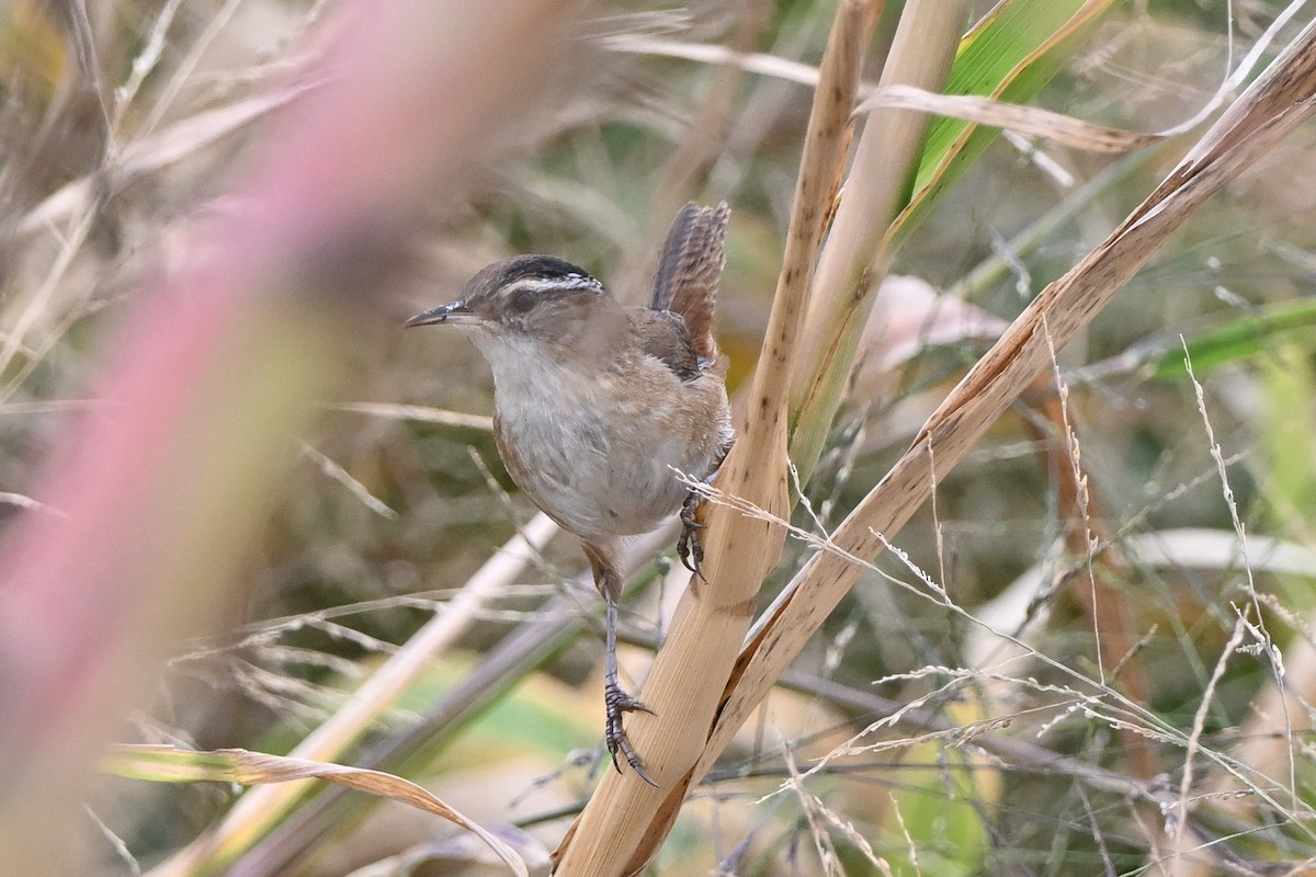 střízlík bažinný - ML645407987