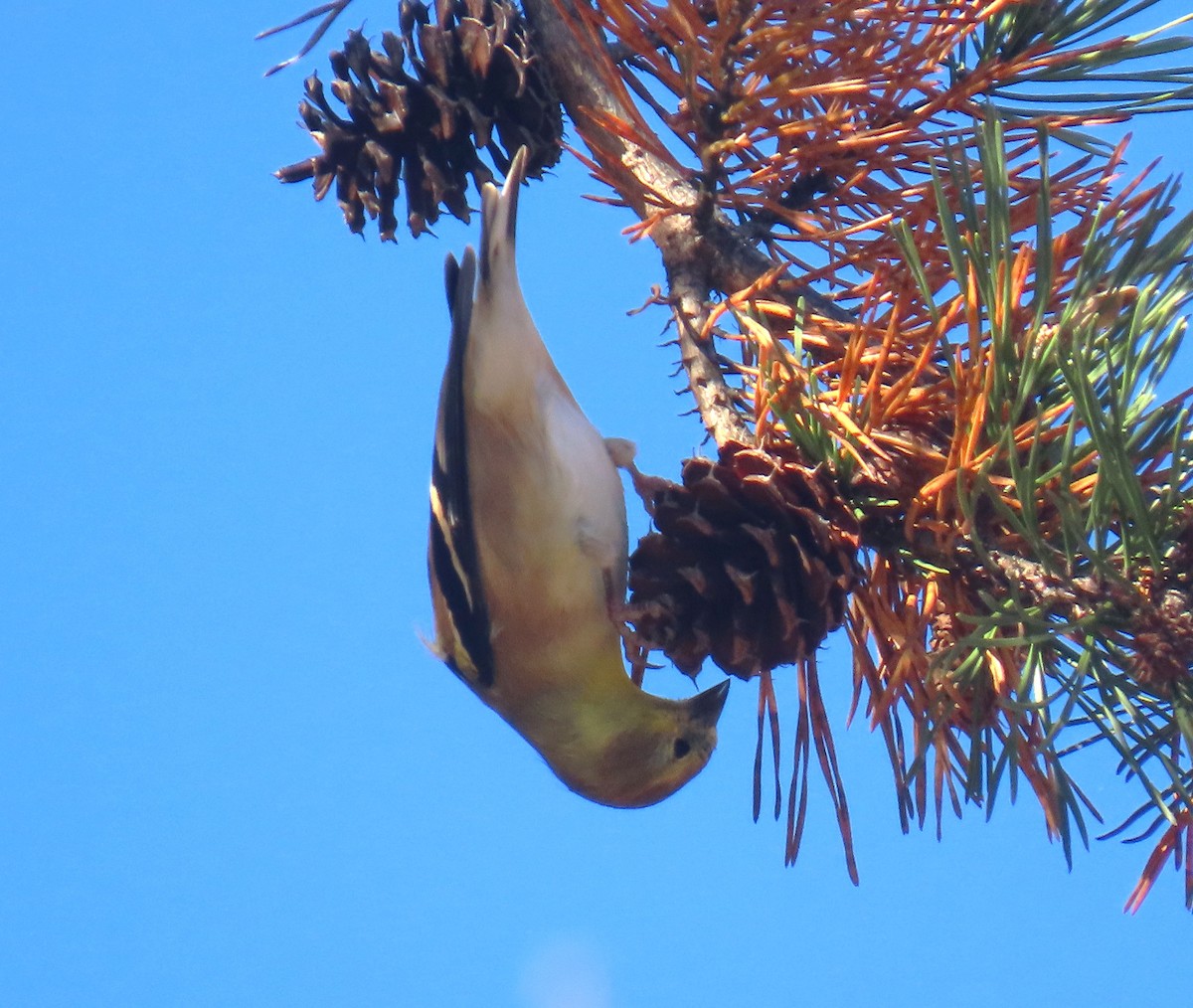 čížek žlutý - ML645407992