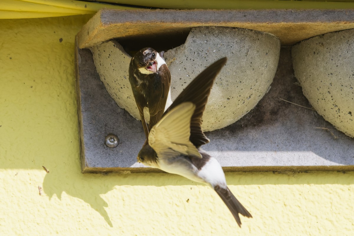 Hirondelle de fenêtre - ML645407994