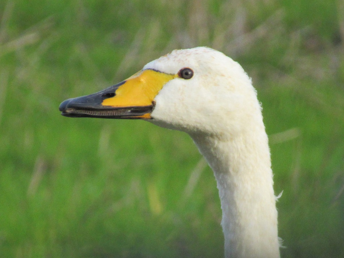 Cygne chanteur - ML645408000