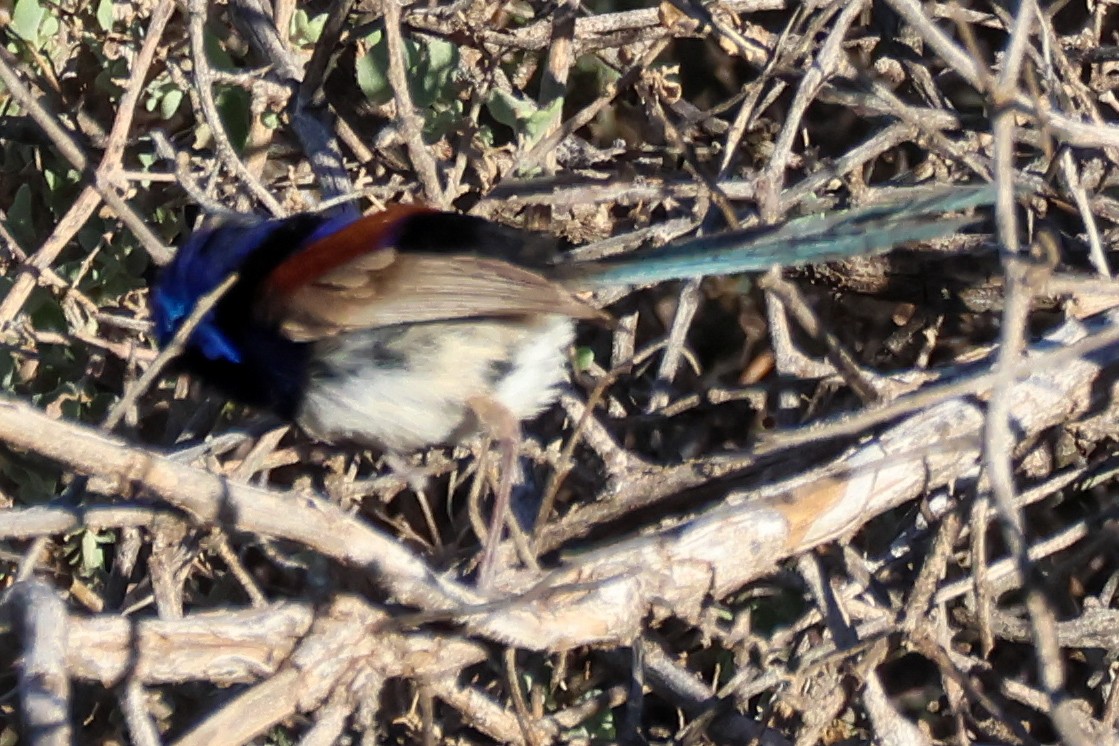 Mérion violacé - ML645408001