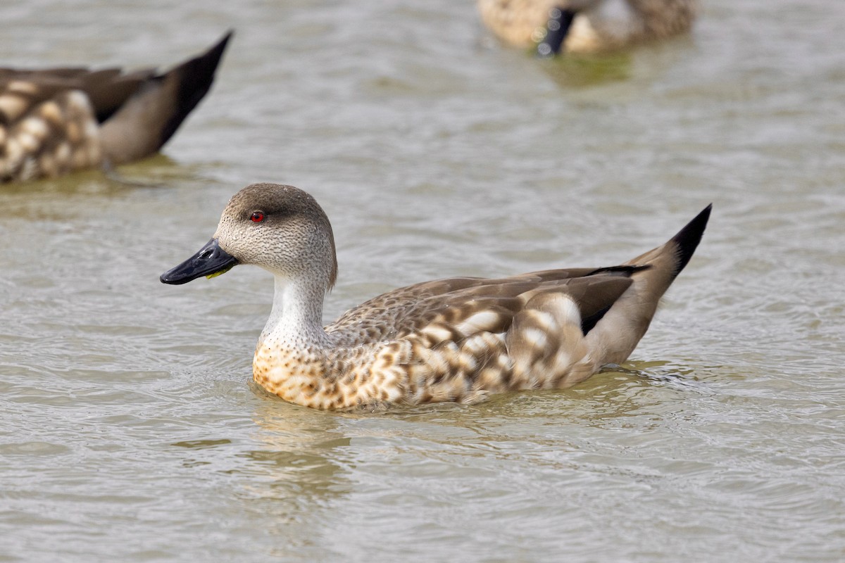 Canard huppé - ML645408002