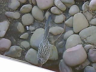 Guira cantara - ML645408004