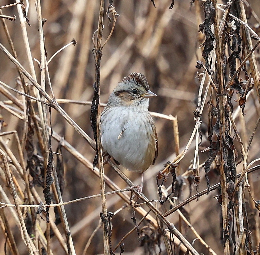 Bruant des marais - ML645408006