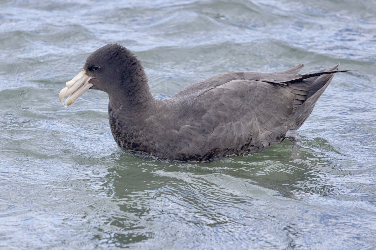 Pétrel géant - ML645408007