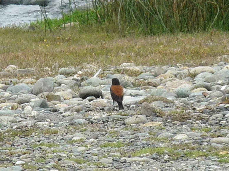 Lessonie noire - ML645408013