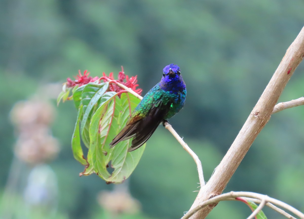 Colibri oenone - ML645408016