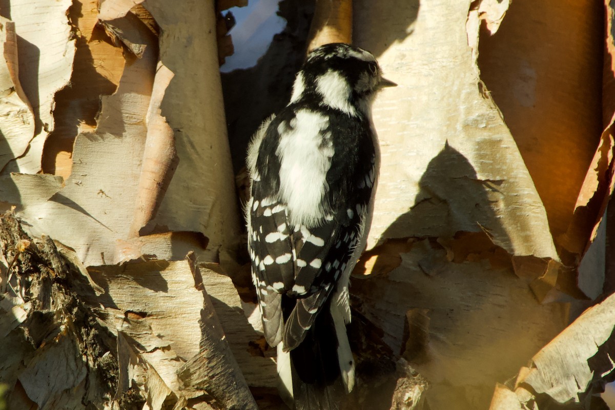 Pic mineur - ML645408018