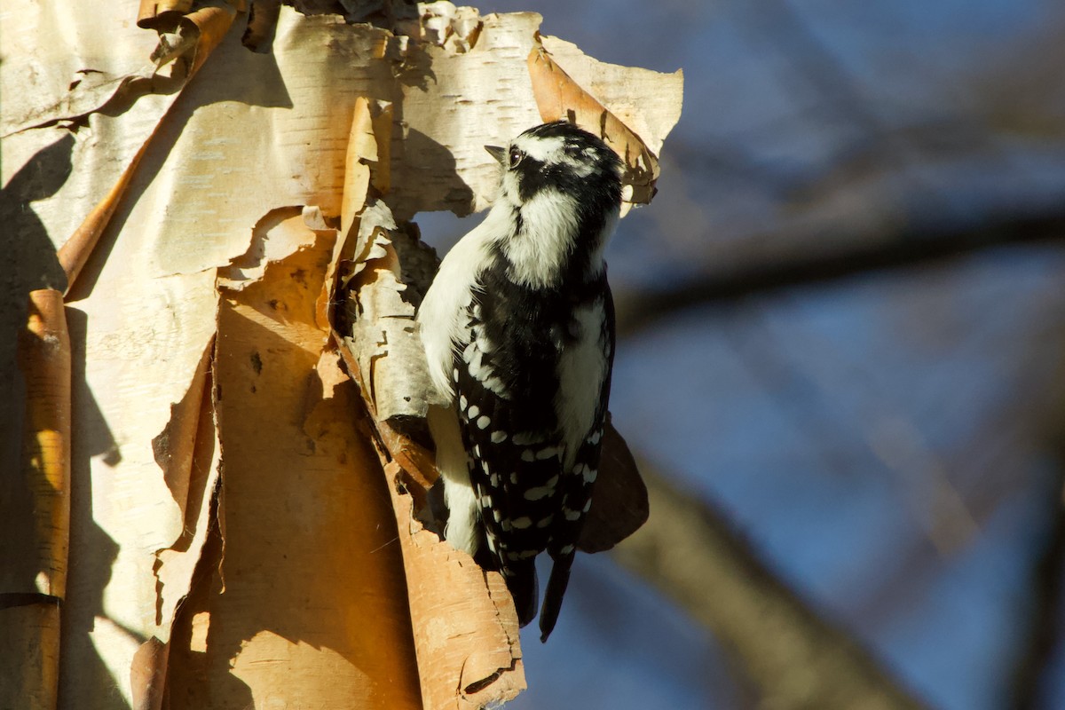 Pic mineur - ML645408019