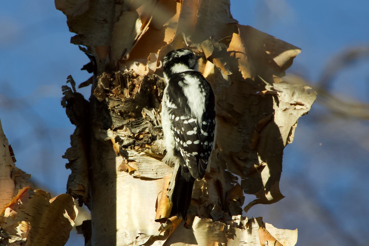 Pic mineur - ML645408020