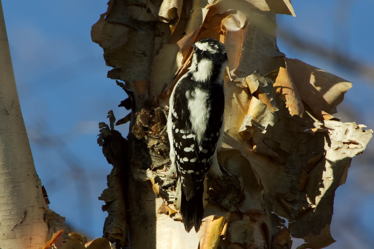 Pic mineur - ML645408021