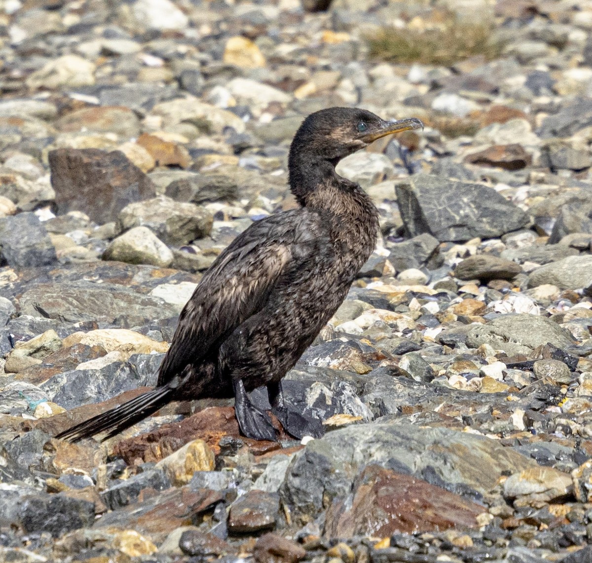 Cormoran vigua - ML645408022