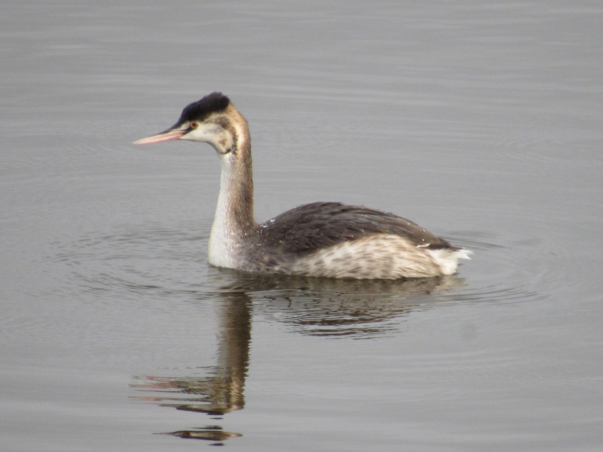 Grèbe huppé - ML645408024