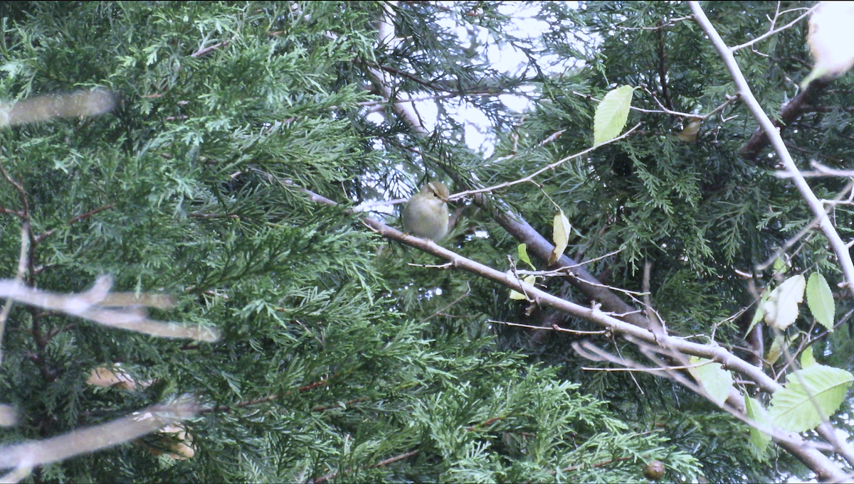 黃眉柳鶯 - ML645408025